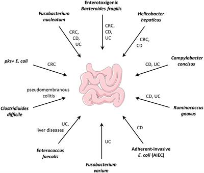 Targeted Antimicrobial Agents as Potential Tools for Modulating the Gut Microbiome